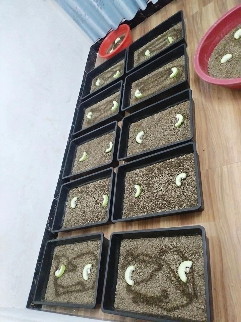 土元养殖视频哪里能下载？-图1