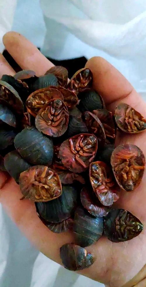 土元养殖视频哪里能下载？-图2