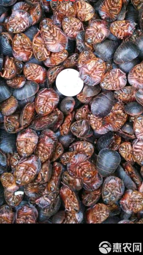 土元养殖视频哪里能下载？-图3