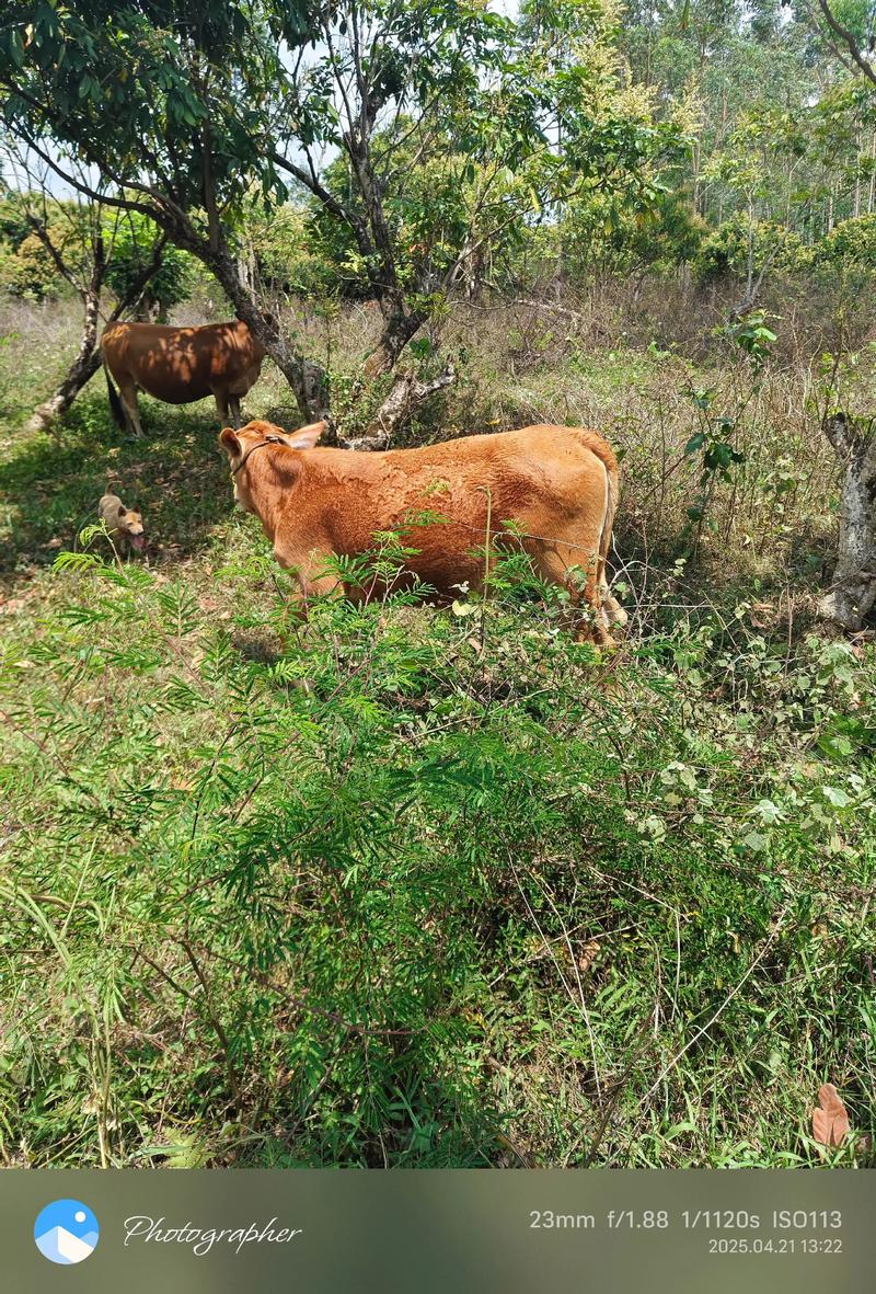 江西农村养牛技术有哪些？-图2