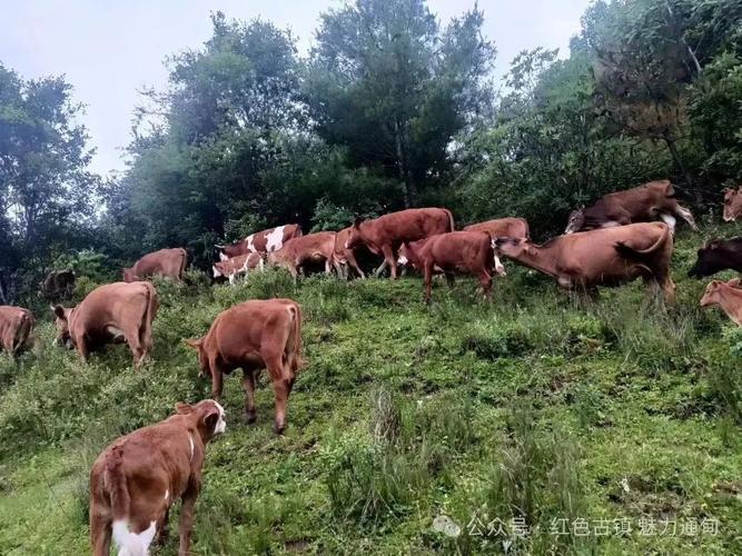 江西农村养牛技术有哪些?-图3 江西农村养牛技术有哪些?-图3