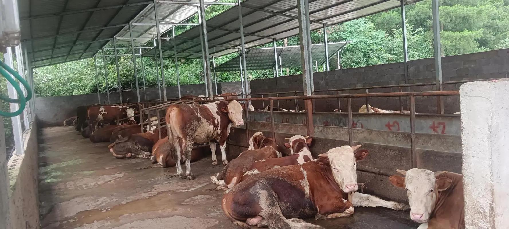 江西农村养牛技术有哪些?-图1 江西农村养牛技术有哪些?-图1