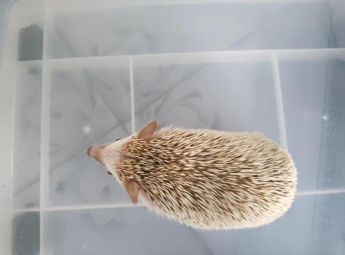 刺猬养殖技术视频有哪些关键要点?-图1 刺猬养殖技术视频有哪些关键要点?-图1