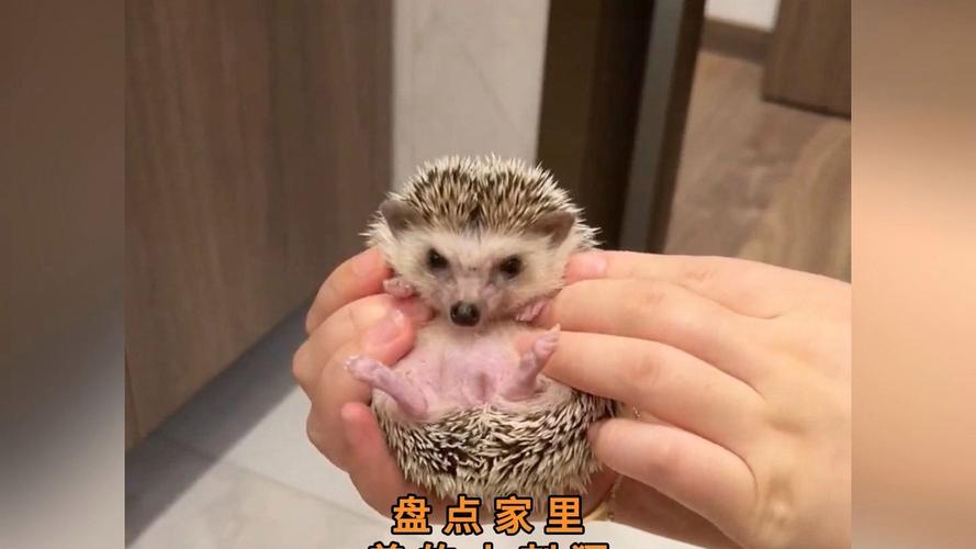 刺猬养殖技术视频有哪些关键要点?-图3 刺猬养殖技术视频有哪些关键要点?-图3