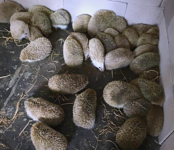 刺猬养殖技术视频有哪些关键要点?-图2 刺猬养殖技术视频有哪些关键要点?-图2