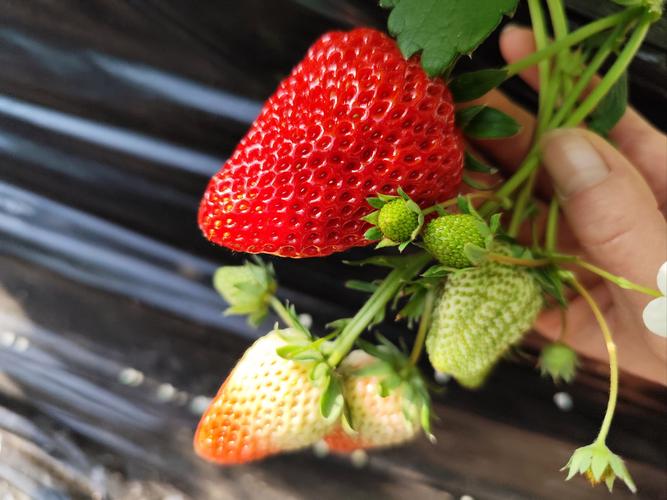 草莓棚蜜蜂选什么品种好？-图1