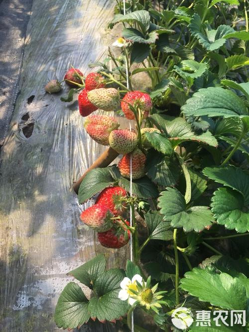 草莓棚蜜蜂选什么品种好？-图3