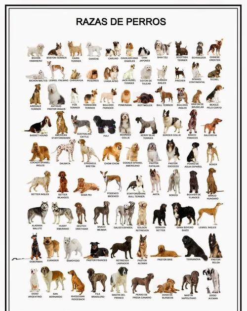 肉狗有哪些品种？附图片详解-图3