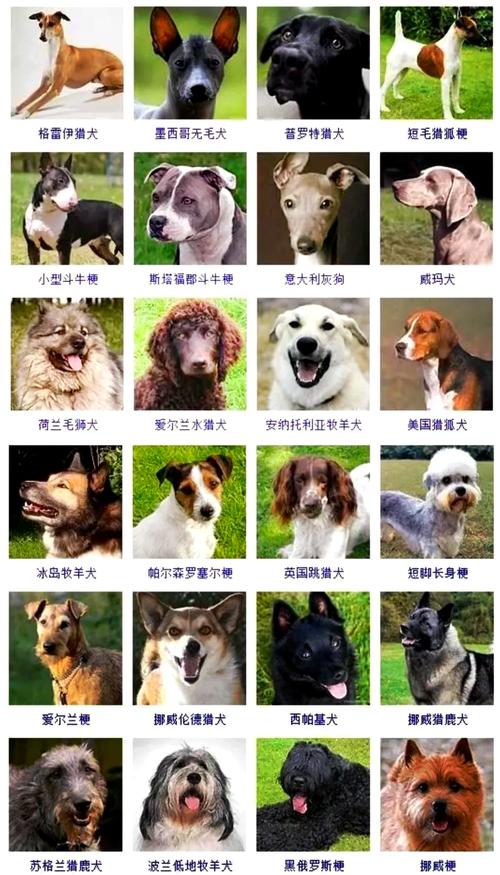肉狗有哪些品种？附图片详解-图2