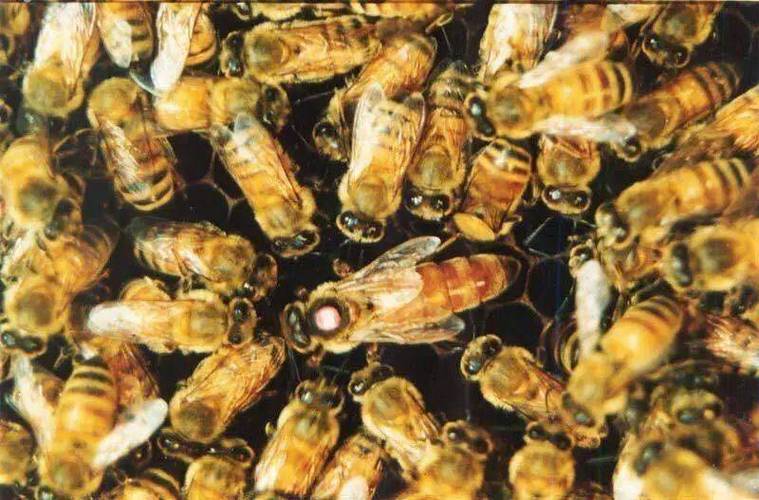 浙江中蜂品种有哪些？-图1