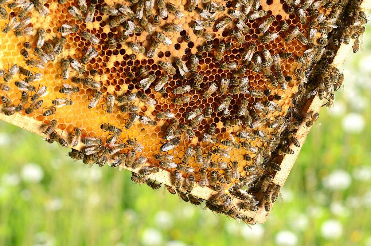 浙江中蜂品种有哪些？-图2