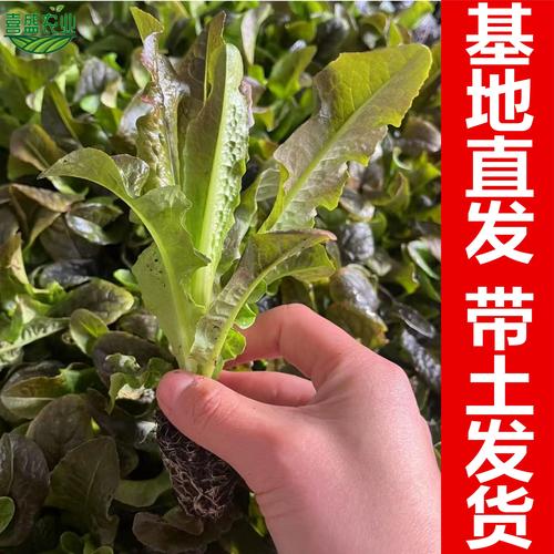 春季红莴笋种植技术视频要点有哪些？-图2