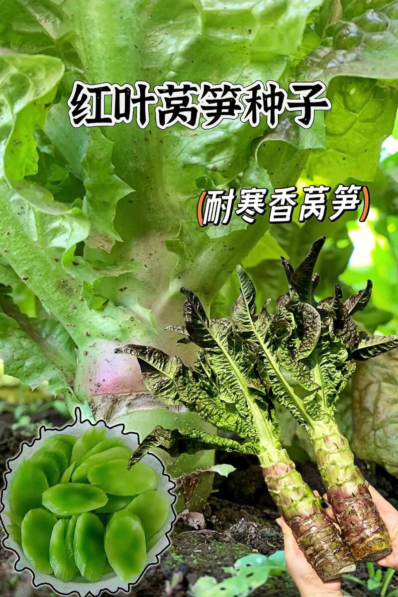 春季红莴笋种植技术视频要点有哪些？-图3