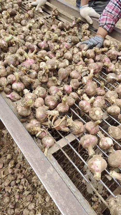 河南杞县新蒜价格多少钱一斤？-图3