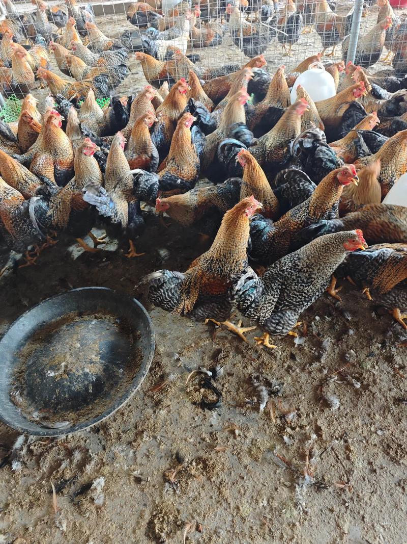 果园林地养鸡如何生态高效？-图2