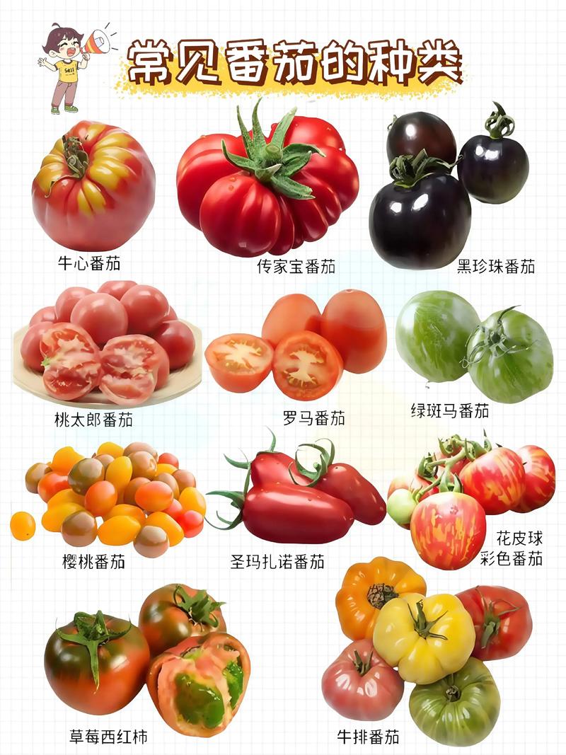 不修枝的西红柿品种真的存在吗？-图1