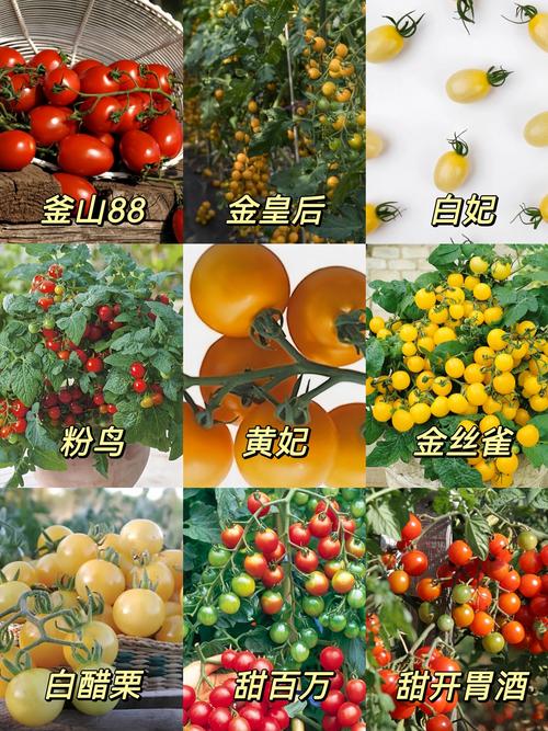 不修枝的西红柿品种真的存在吗？-图2