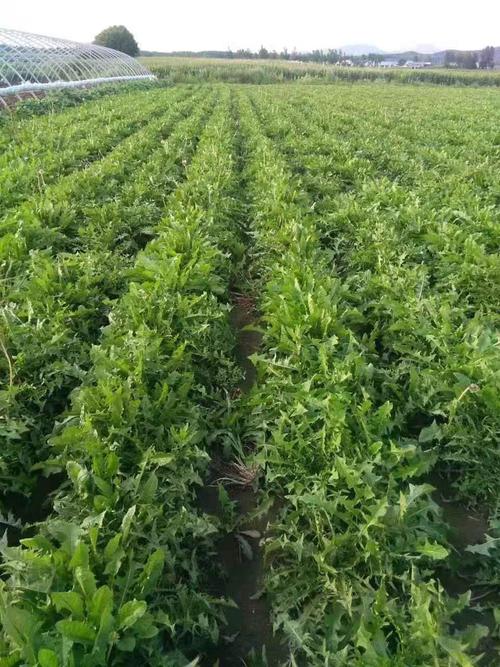 蒲公英在果园里怎么种才高产？-图1