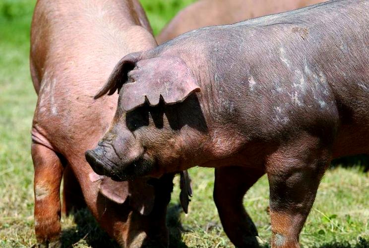 世界著名猪的品种有哪些？-图1