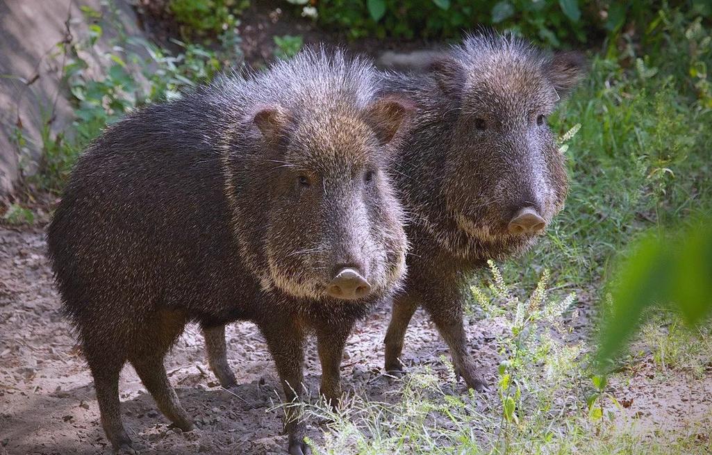 世界著名猪的品种有哪些？-图2