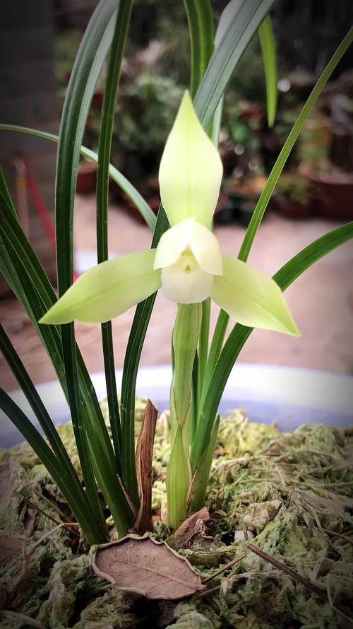 春兰素花名贵品种有哪些？-图1