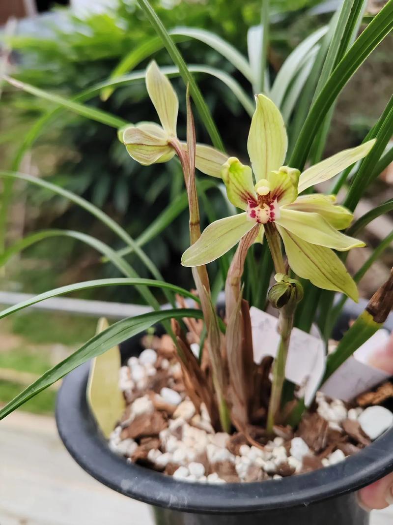 春兰素花名贵品种有哪些？-图2