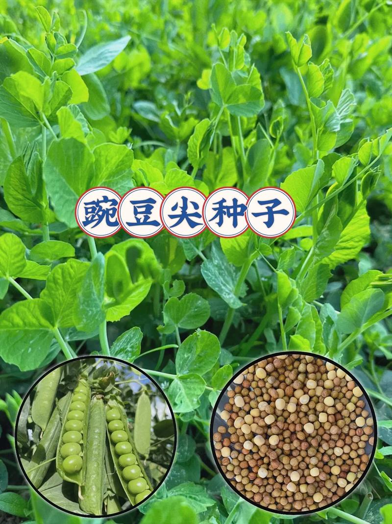 豌豆尖种子哪个品种好？-图1