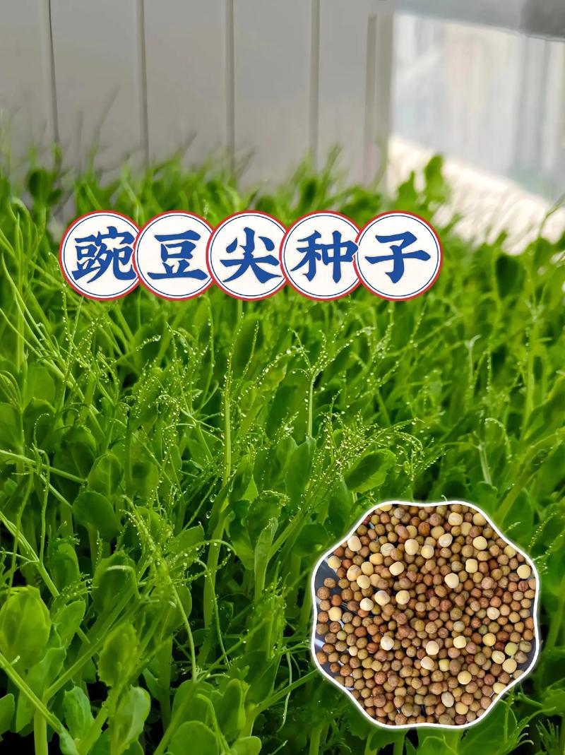 豌豆尖种子哪个品种好？-图2