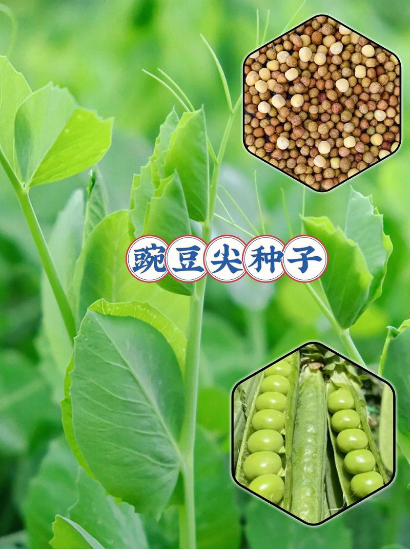 豌豆尖种子哪个品种好？-图3