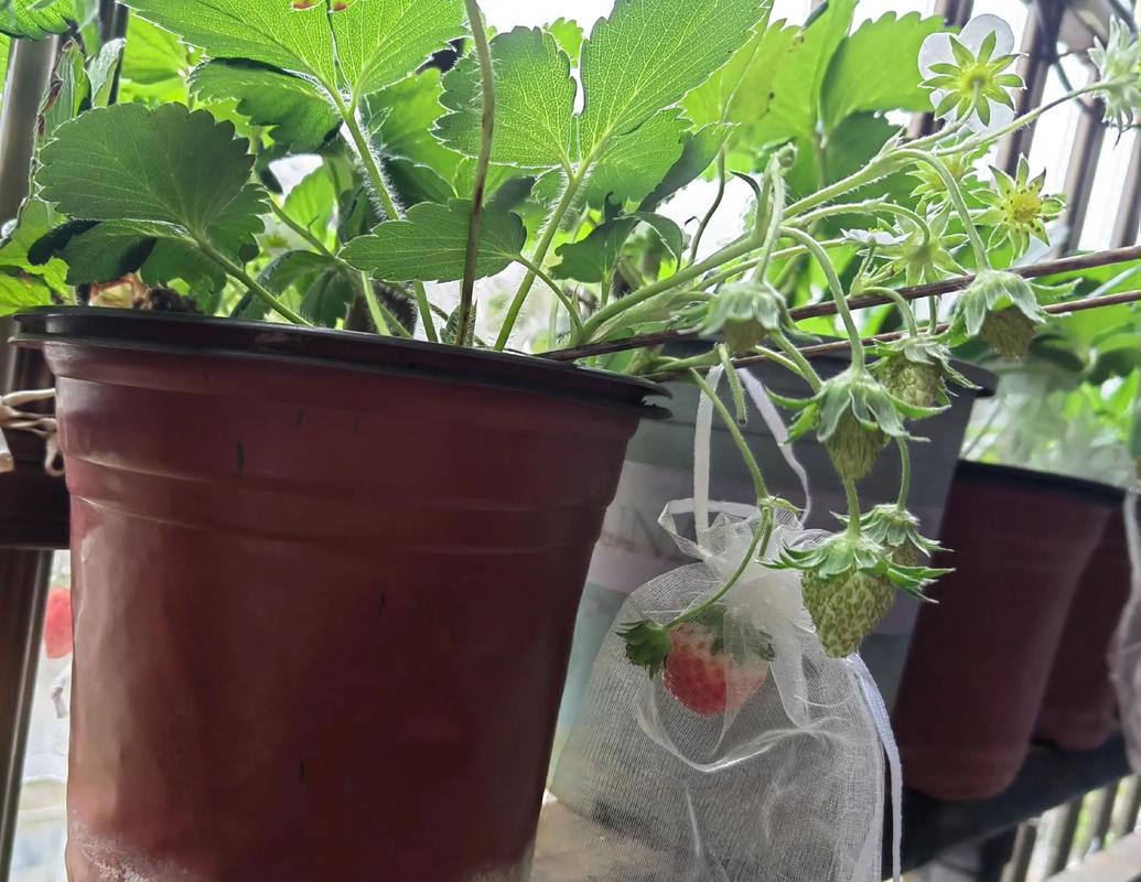 2025年露天草莓价格会涨还是跌？-图3