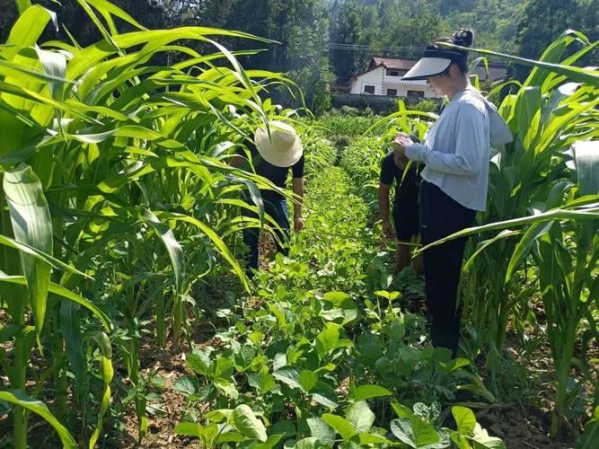 农业种植技术的视频大全-图3 农业种植技术的视频大全-图3