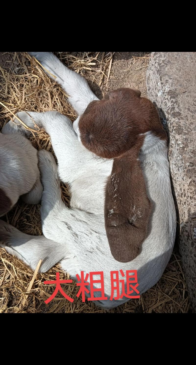 波山羊养殖技术视频怎么学才有效？-图3