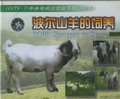 波山羊养殖技术视频怎么学才有效？-图1
