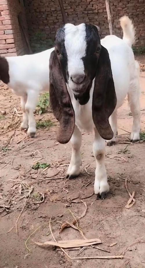 山东波尔山羊种公羊价格多少钱一只？-图1