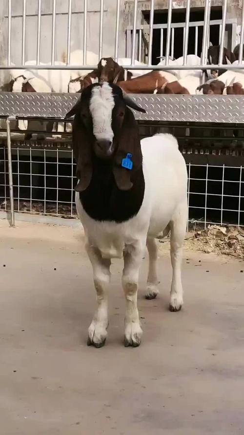 山东波尔山羊种公羊价格多少钱一只？-图2