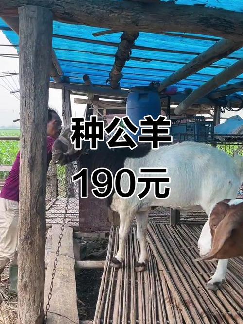 山东波尔山羊种公羊价格多少钱一只？-图3