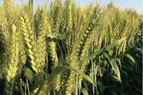 新麦36号小麦品种有哪些特点与优势？-图1