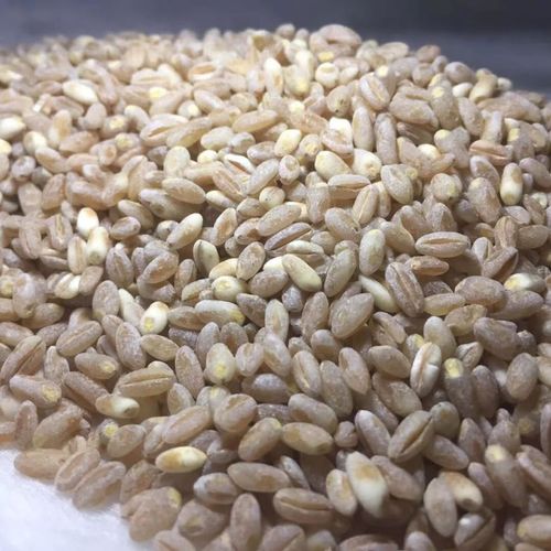 新麦36号小麦品种有哪些特点与优势？-图2