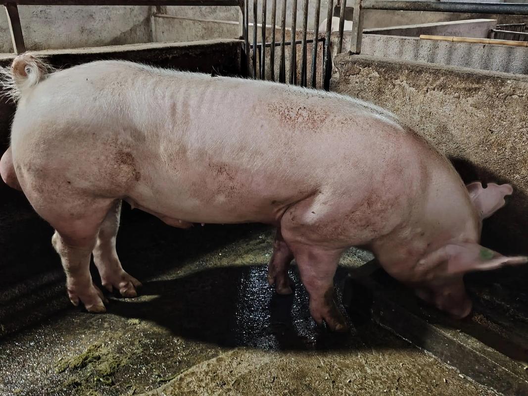 大花白猪品种有哪些？-图2