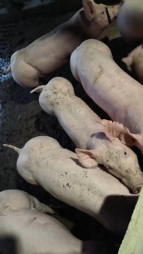 大花白猪品种有哪些？-图3