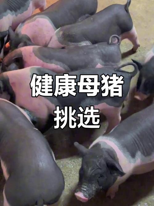 大花白猪品种有哪些？-图1