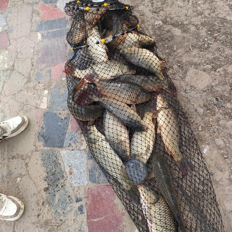 营口鲤鱼2025价格表最新行情如何？-图3