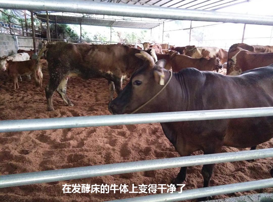 发酵床养牛技术视频有哪些要点？-图2