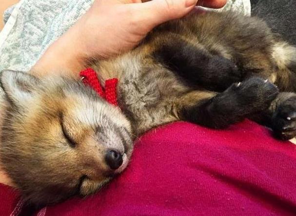 狐狸夏季取皮可行吗？价格几何？-图3