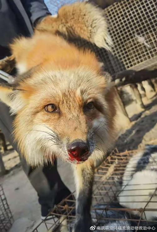 狐狸夏季取皮可行吗？价格几何？-图2