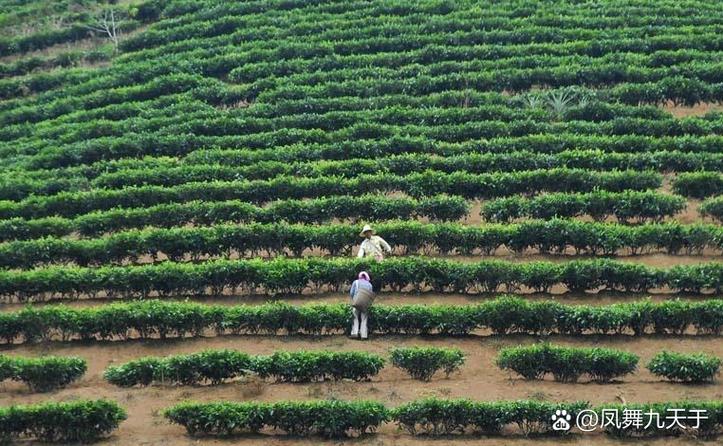 现代茶叶种植技术具体指哪些核心方法？-图2