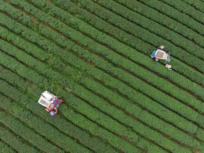 现代茶叶种植技术具体指哪些核心方法？-图1