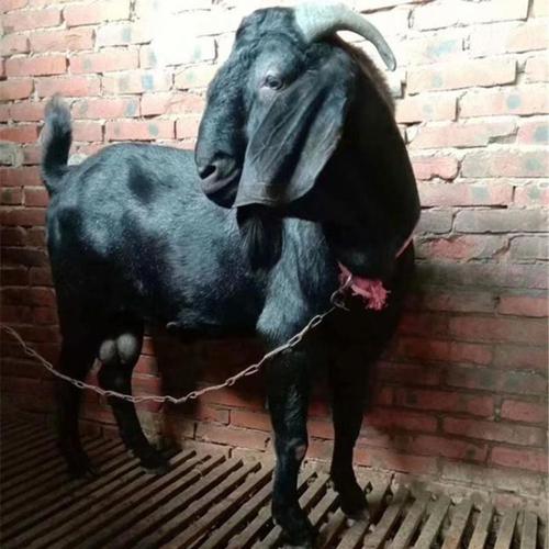 纯黑色绵羊是哪个稀有品种？-图1