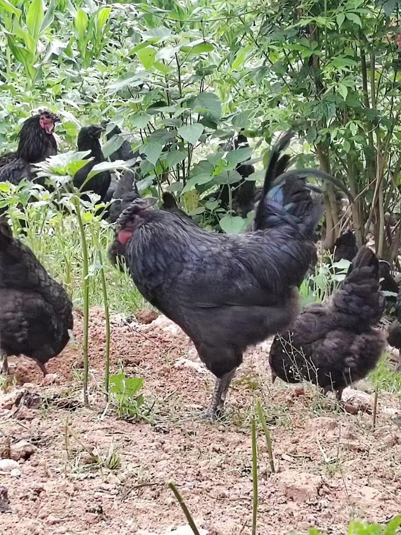 北方散养，哪些鸡品种更合适？-图1