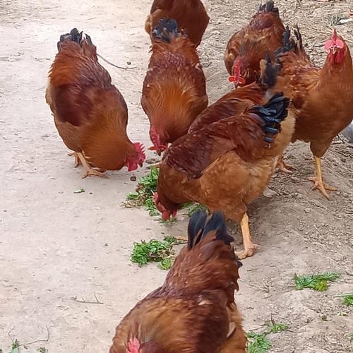 北方散养，哪些鸡品种更合适？-图3